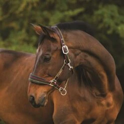 Rambo Padded Halter - Whitney Gold